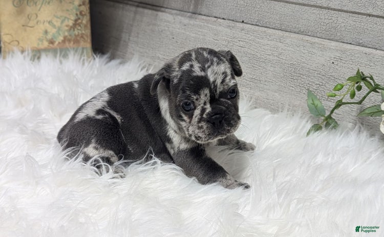 French Bulldog dogs for sale - Ad 5