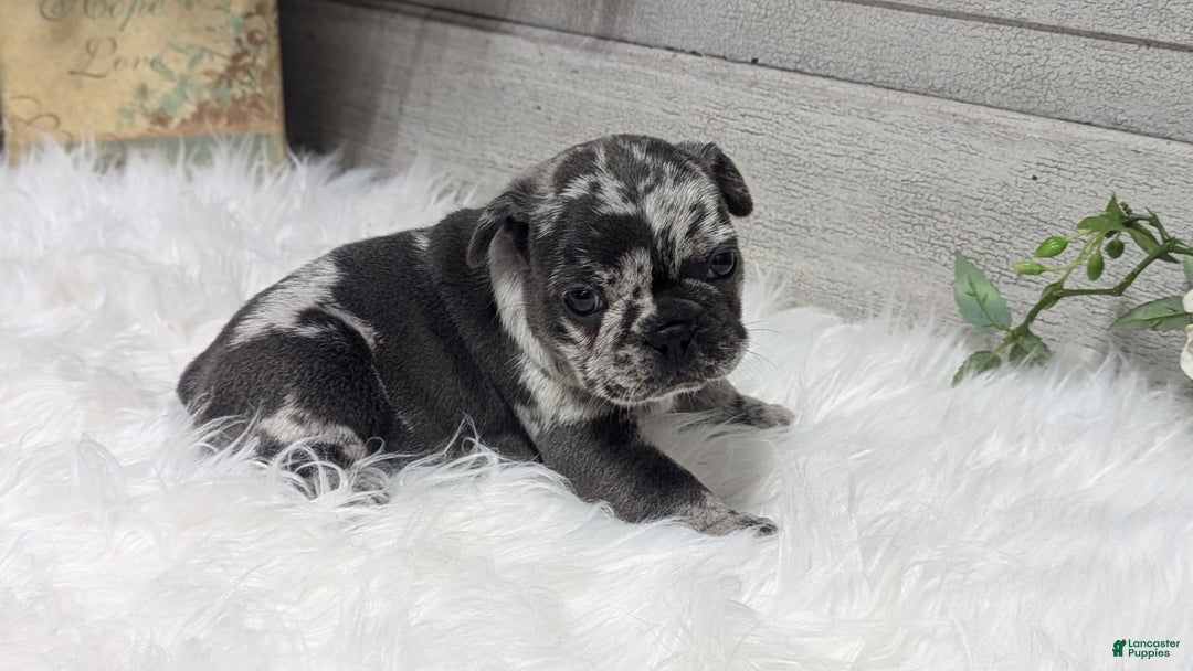 French Bulldog dogs for sale: Kyrie - Image 1
