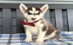 Siberian Husky dogs for sale: Charlie - Image 6