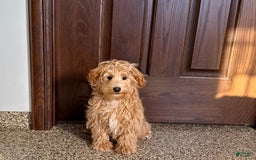 Maltipoo dogs for sale: Bennie - Image 2