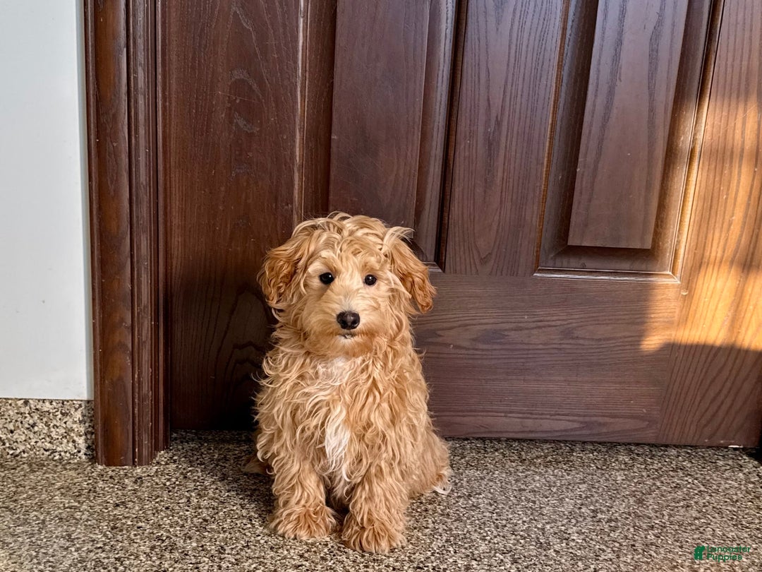 Maltipoo dogs for sale: Bennie - Image 2