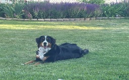 Bernese Mountain Dog dogs for sale: Puppy Timber - Image 2