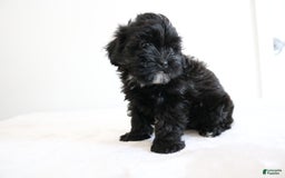 Shihpoo dogs for sale: Luna - Image 3