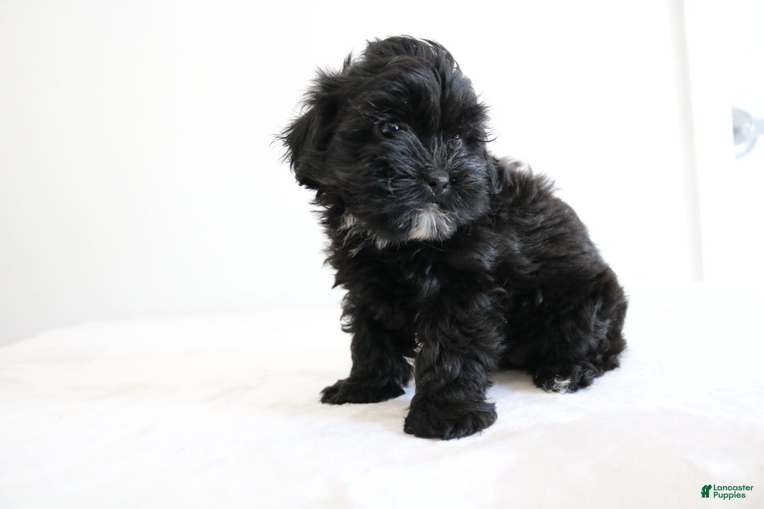 Shihpoo dogs for sale: Luna - Image 3