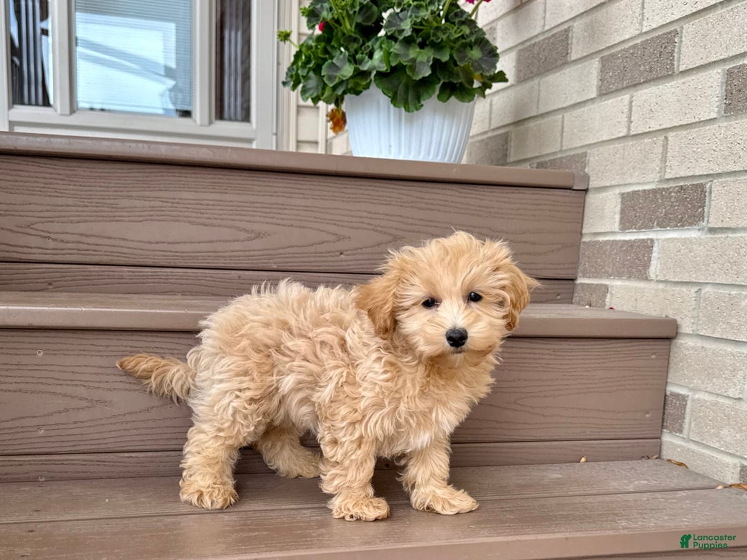 Maltipoo dogs for sale: Gordon - Image 15