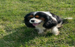 Cavapoo dogs for sale: Cody - Image 4