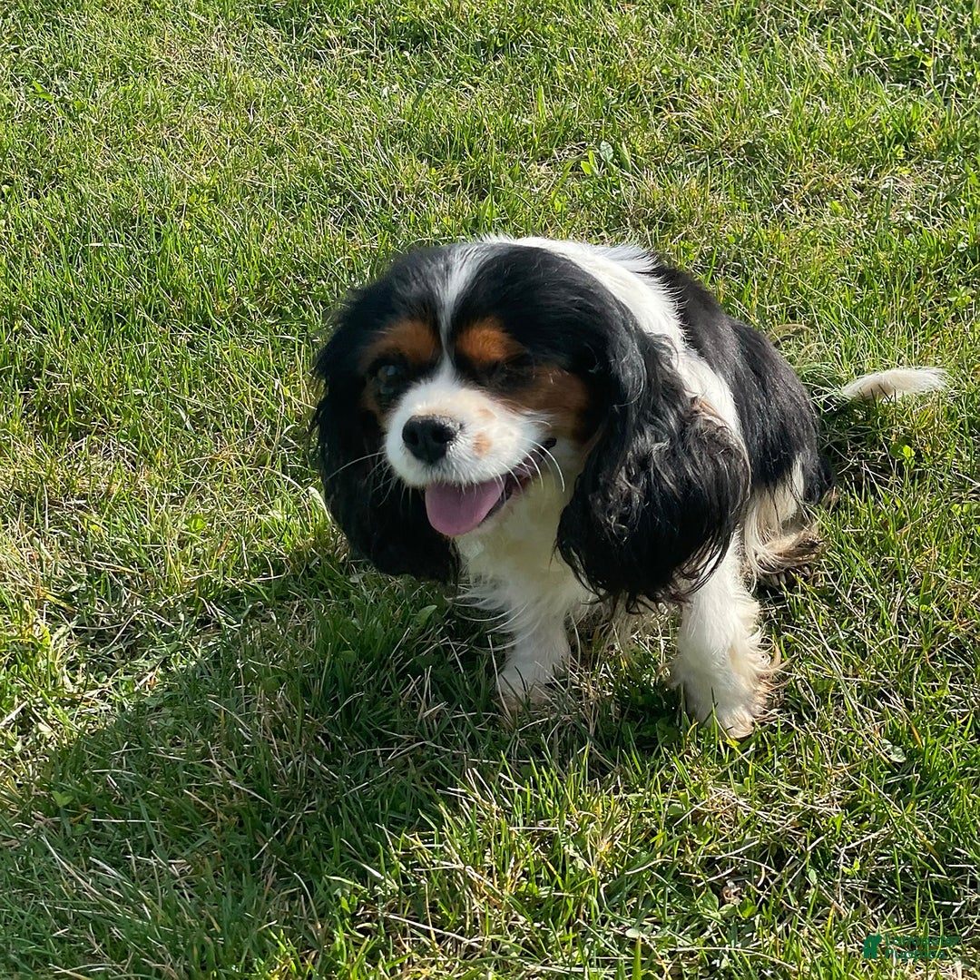 Cavapoo dogs for sale: Cody - Image 4