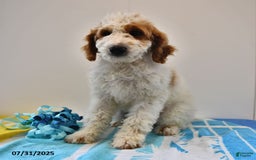 Mini Goldendoodle dogs for sale: Dallas - Image 22