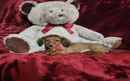 Miniature Dachshund dogs for sale: JOSIE - Image 6