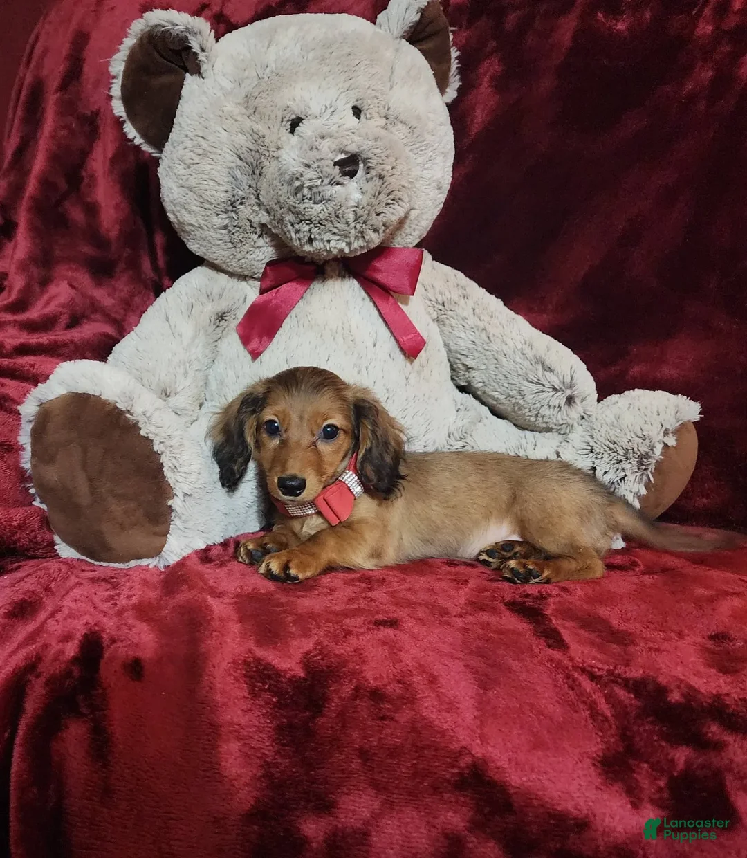 Miniature Dachshund dogs for sale: JOSIE - Image 6