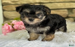 Morkie dogs for sale: ALEXIA - Image 3