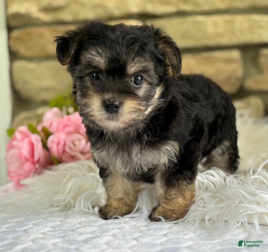 Morkie dogs for sale: ALEXIA - Image 3