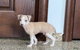Italian Greyhound dogs for sale: Jj - Image 1