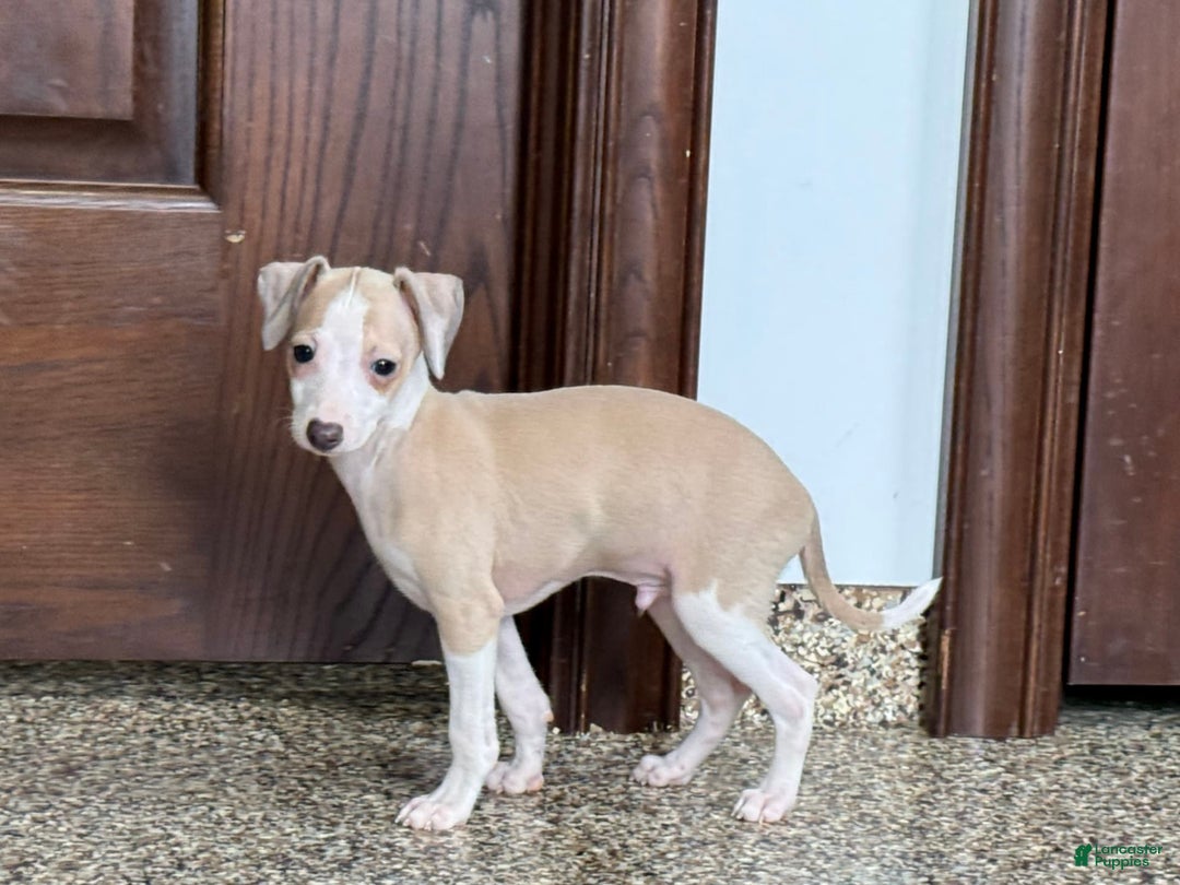 Italian Greyhound dogs for sale: Jj - Image 1