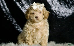 Maltipoo dogs for sale: Beyonce - Image 5
