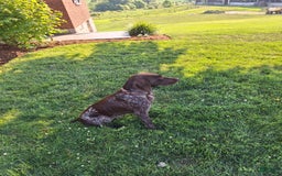 German Shorthaired Pointer dogs for sale: Oakley - Image 4