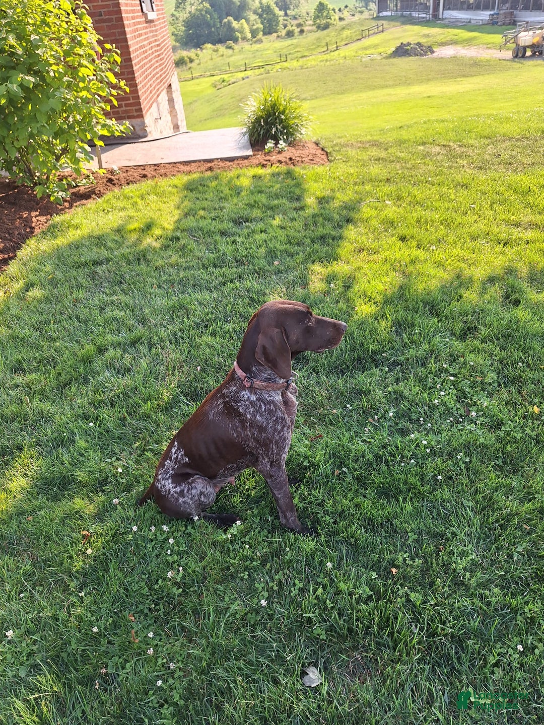 German Shorthaired Pointer dogs for sale: Oakley - Image 4