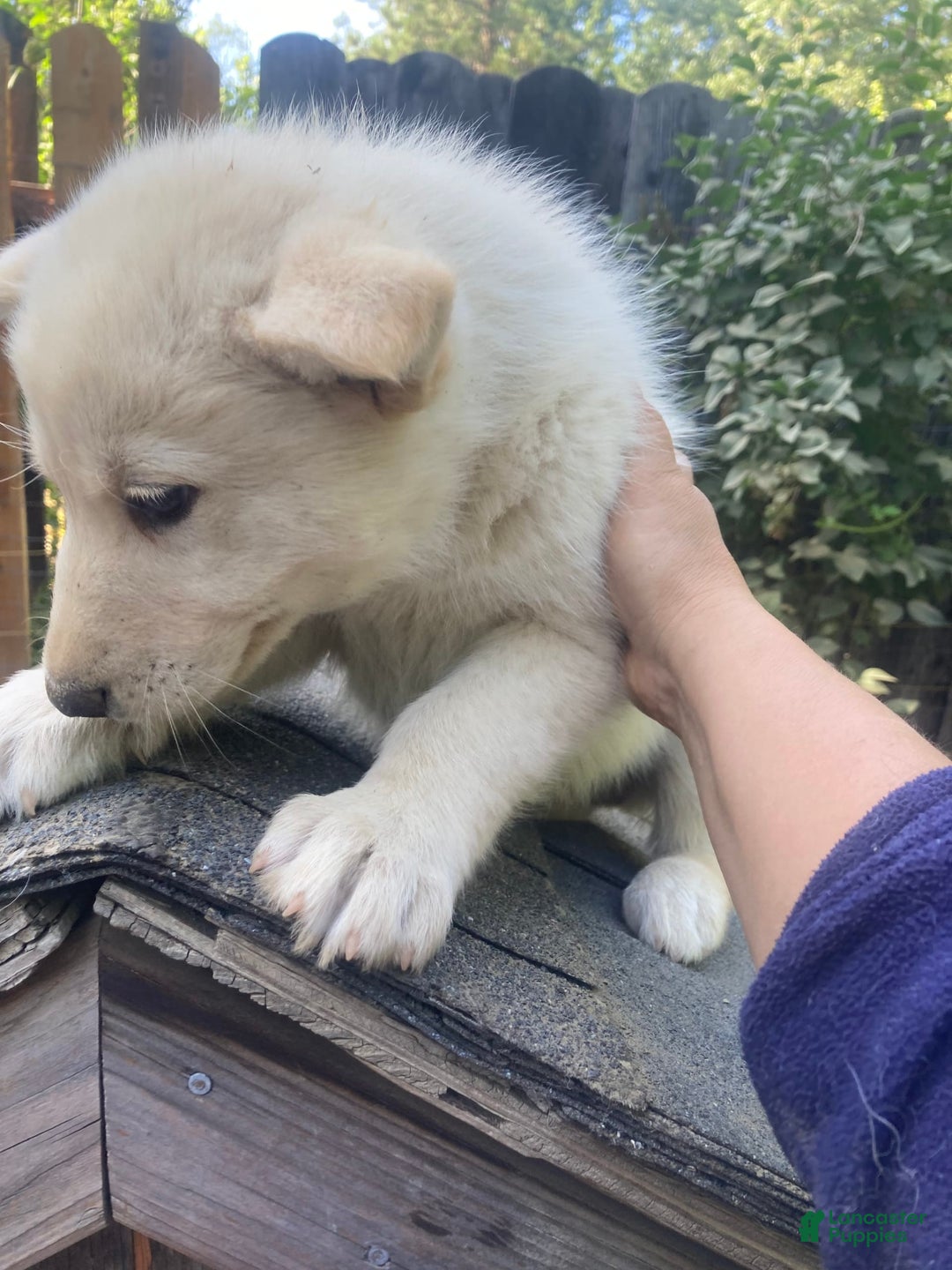Gerberian Shepsky dogs for sale: Gerberian Shepsky 4 puppies - Image 2