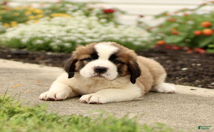 Saint Bernard dogs for sale - Ad 5