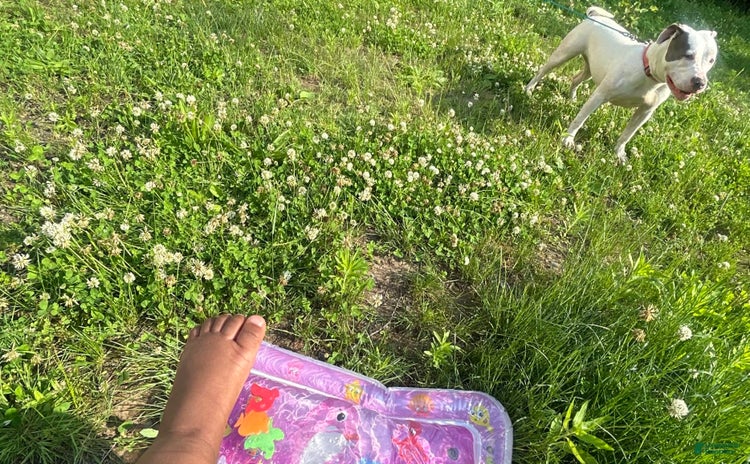 American Pit Bull Terrier dogs for sale - Ad 1