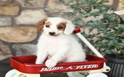 Mini Goldendoodle dogs for sale: Mini Marshmallow - Image 5