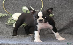 Boston Terrier dogs for sale: Zane - Image 6