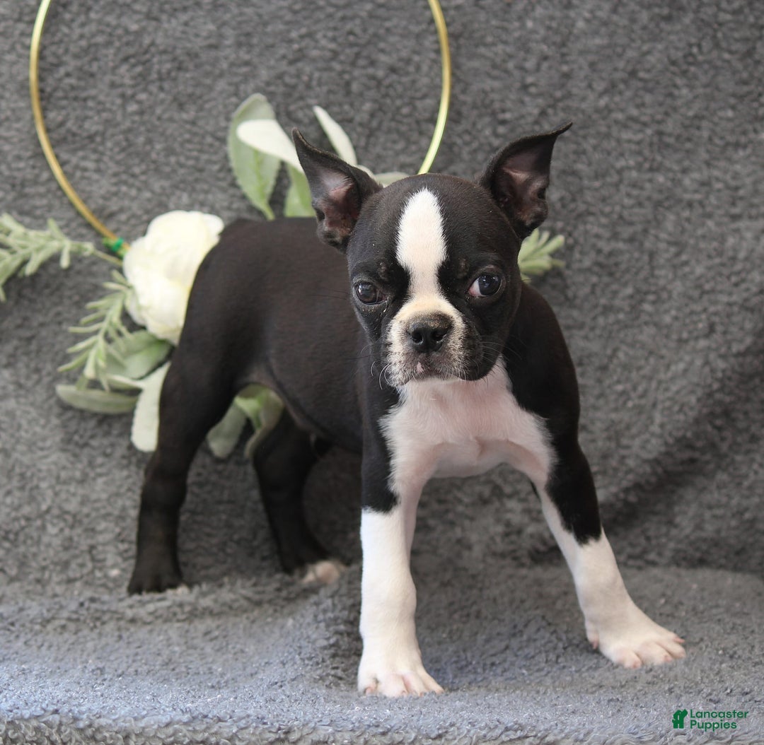 Boston Terrier dogs for sale: Zane - Image 6