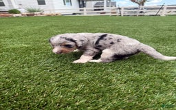 Bernedoodle dogs for sale: 5 - Image 2