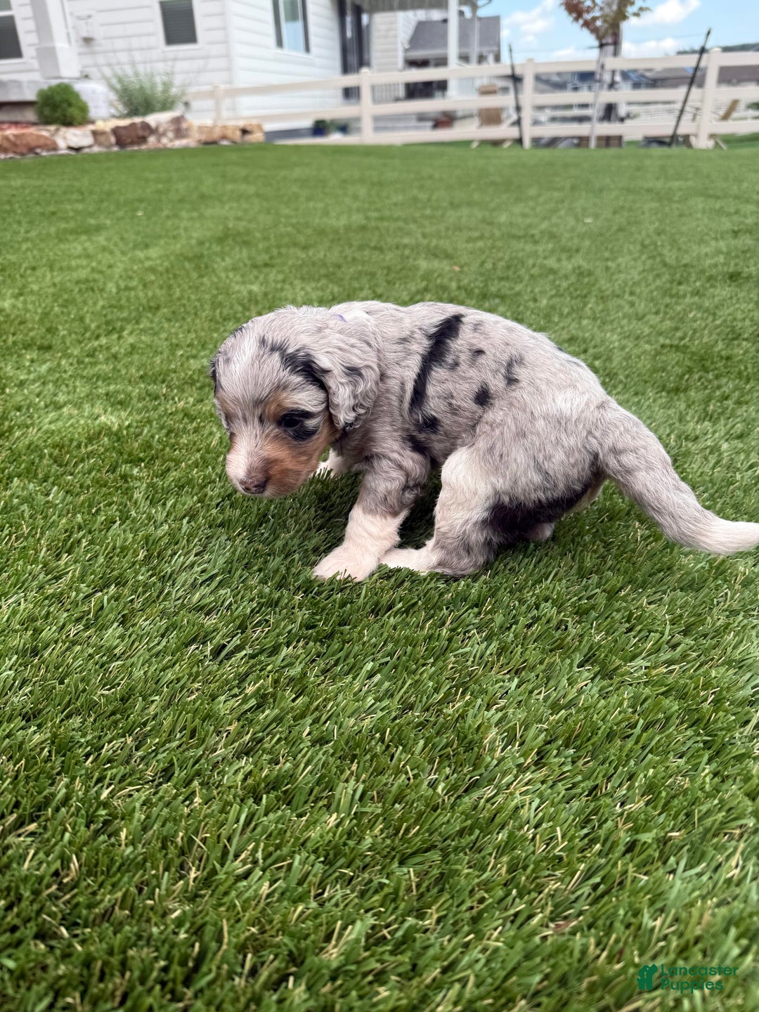 Bernedoodle dogs for sale: 5 - Image 2