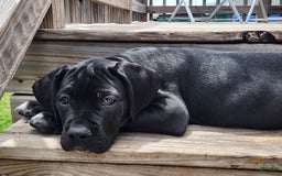 Cane Corso dogs for sale: Socks - Image 2