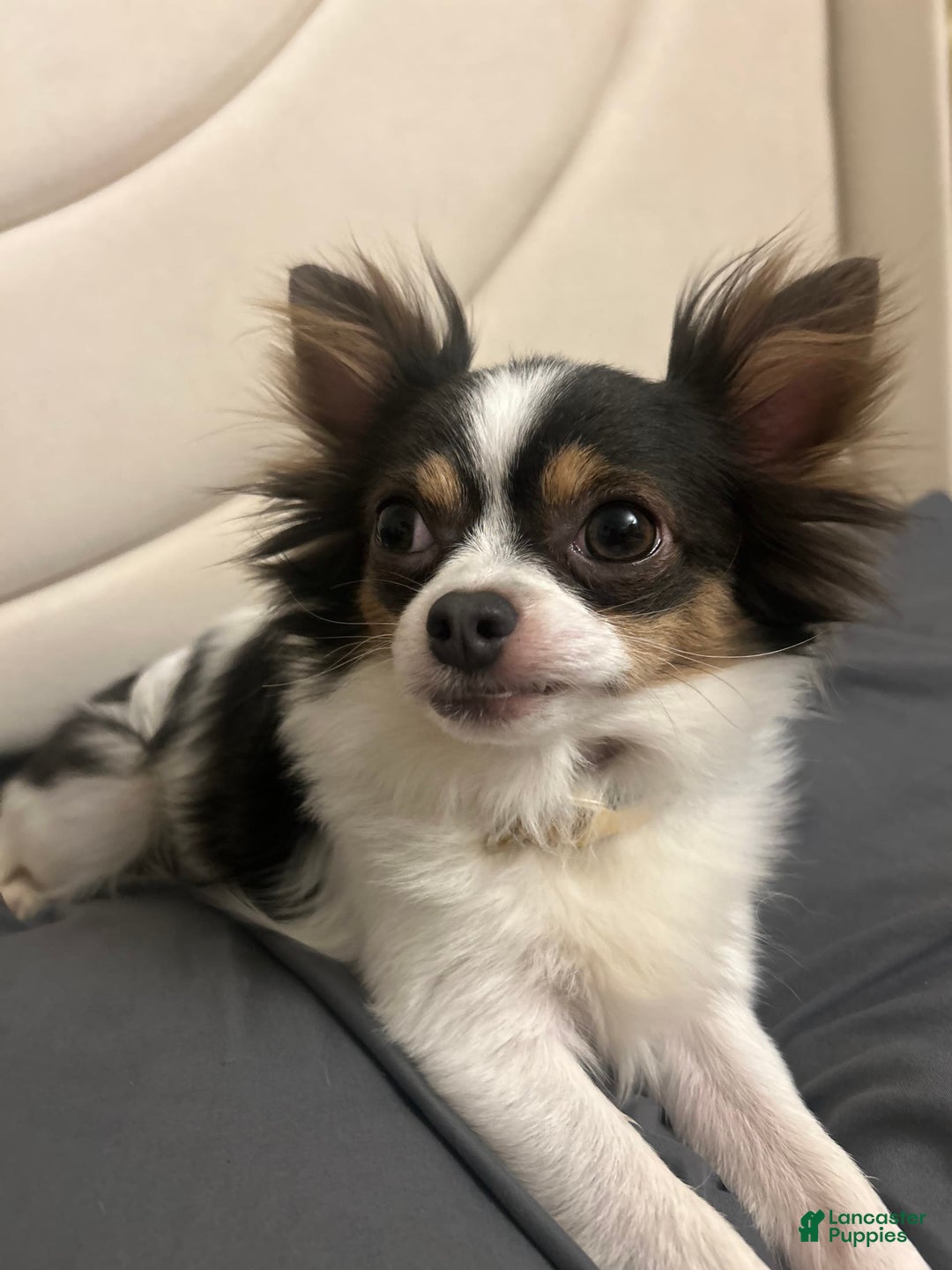 Chihuahua dogs for sale: N/a - Image 6