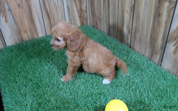 Cavapoo dogs for sale: Honeycomb Girl 10 - Image 9