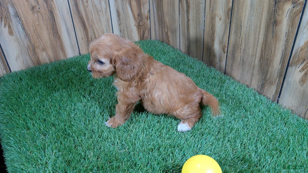 Cavapoo dogs for sale: Honeycomb Girl 10 - Image 9