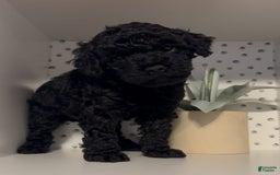 Cockapoo dogs for sale: Coal - Image 3