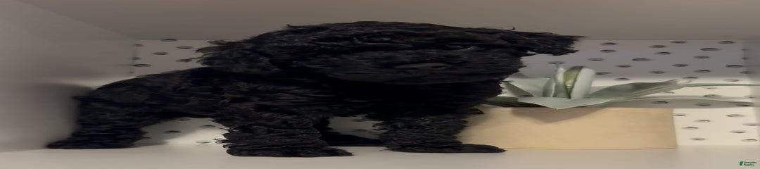 Coal