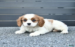 Cavalier King Charles Spaniel dogs for sale: Taylor - Image 1