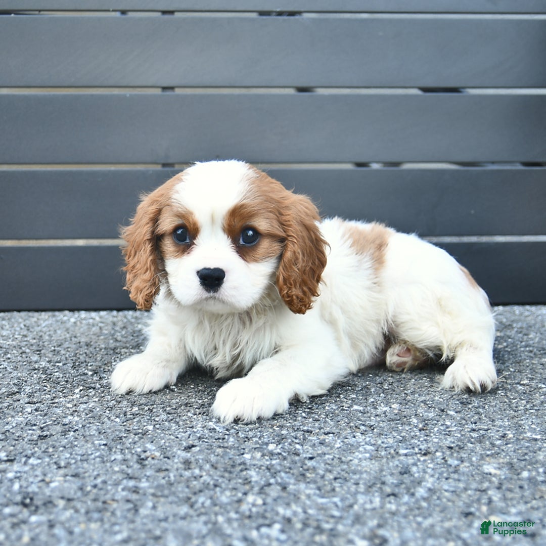 Cavalier King Charles Spaniel dogs for sale: Taylor - Image 1