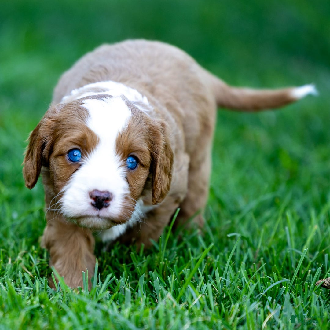 Cavapoo dogs for sale: Cavapoo 3 puppies - Image 6