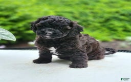 Cavapoo dogs for sale: Luna - Image 1