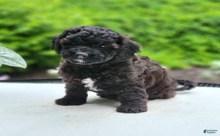 Cavapoo dogs for sale - Ad 1