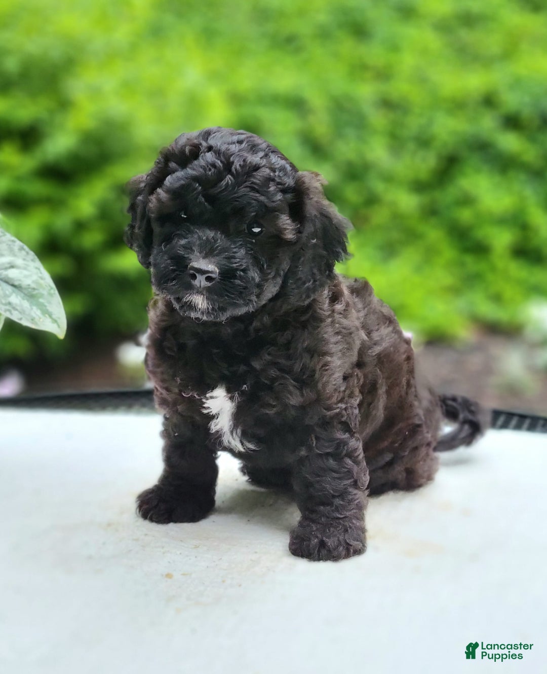 Cavapoo dogs for sale: Luna - Image 1