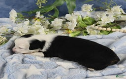 Miniature Australian Shepherd dogs for sale: Axel Toy - Image 1