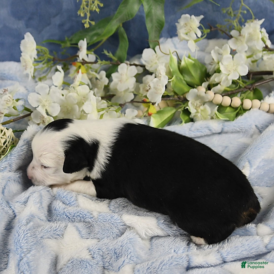 Miniature Australian Shepherd dogs for sale: Axel Toy - Image 1