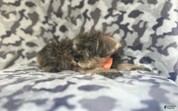 Miniature Schnauzer dogs for sale: Stitch - Image 6