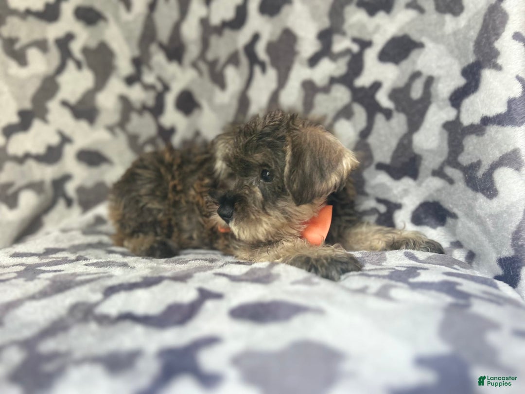 Miniature Schnauzer dogs for sale: Stitch - Image 6