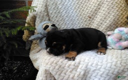 Olde English Bulldogge dogs for sale: Archer - Image 5