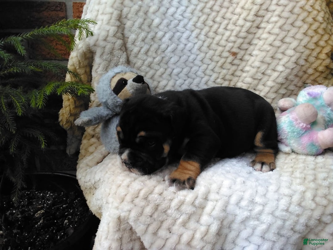 Olde English Bulldogge dogs for sale: Archer - Image 5