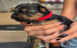 Yorkshire Terrier dogs for sale: Nelly - Image 2