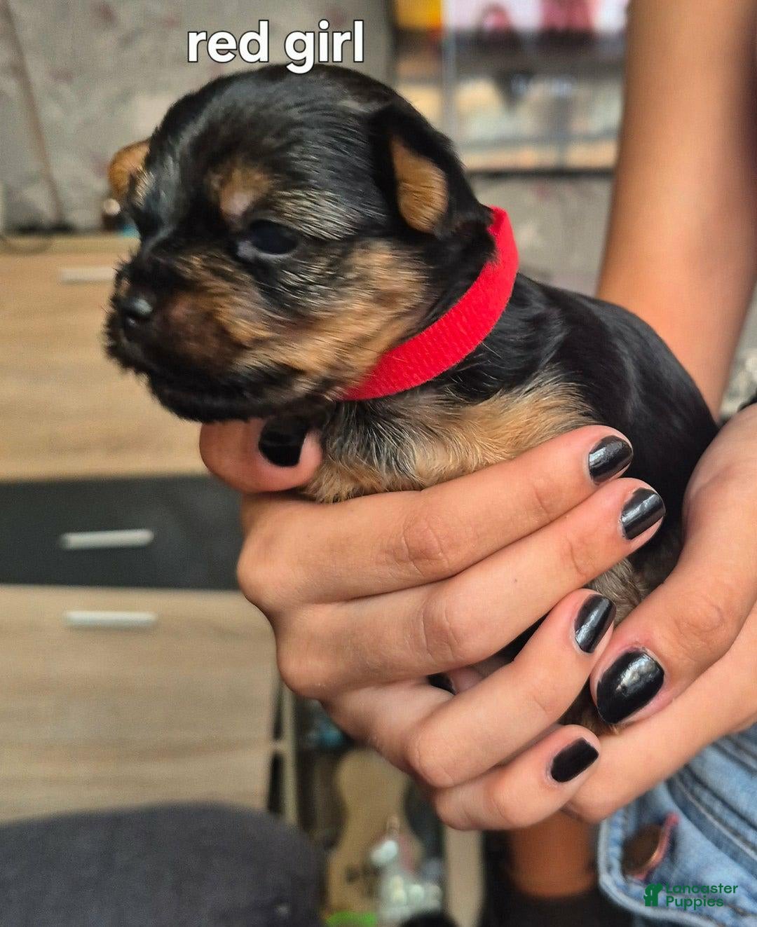 Yorkshire Terrier dogs for sale: Nelly - Image 2