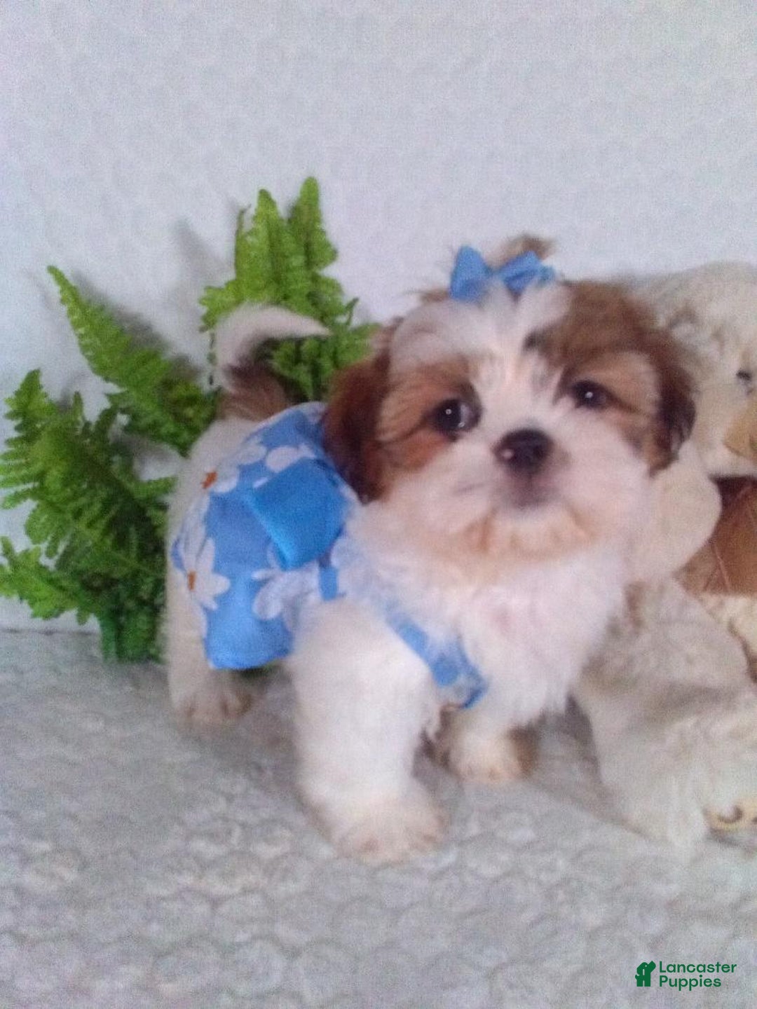 Shih Tzu dogs for sale: Baby - Image 2